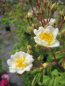 Preview: Kletterrose Seagull